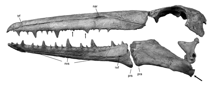 А вот так выглядит наиболее хорошо сохранившийся череп гигантской птицы.