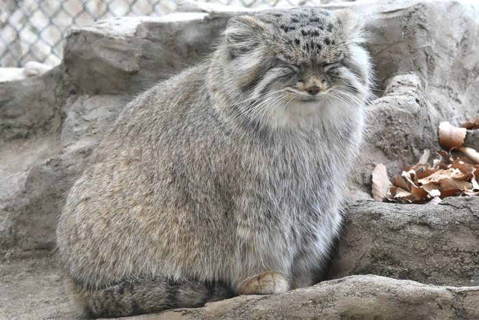 �������� ���� ...