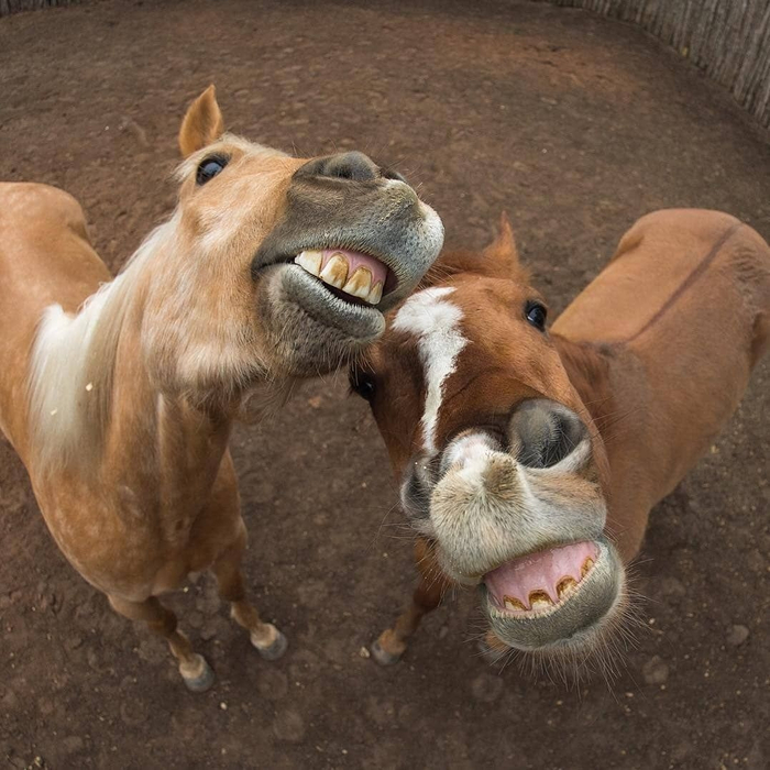 Ну что, пришло время пахать, как конь!