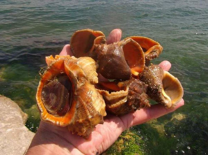 ��������, �� ���������� �� ���������� ����������� �������!