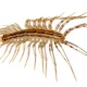 ������ ������������ Coleoptrata