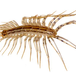 Coleoptrata