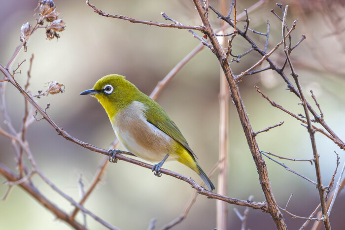 (���� �� �������� ��� ������� ��������)