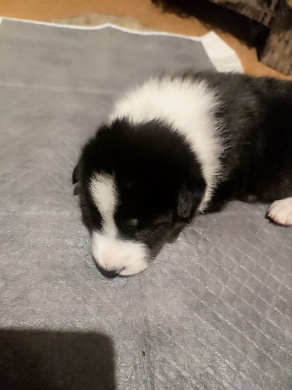 ������� ������