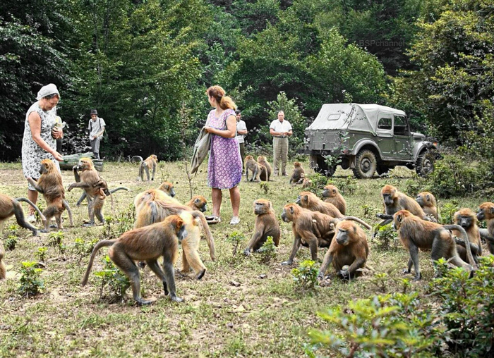 ��������: �. ��������