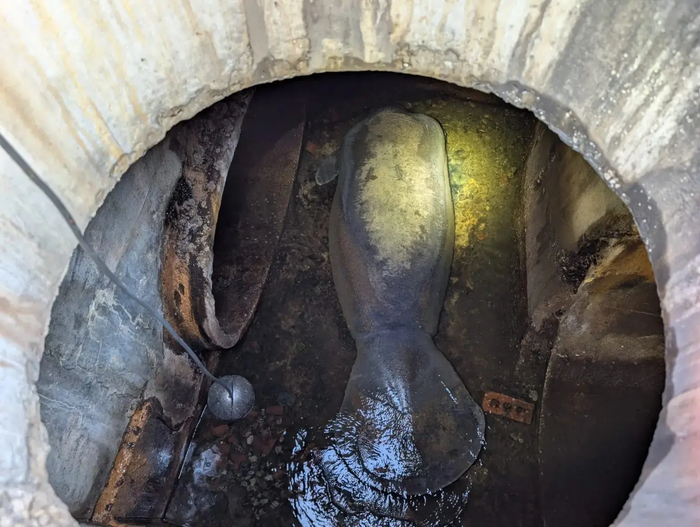 В США в канализации обнаружили ламантина