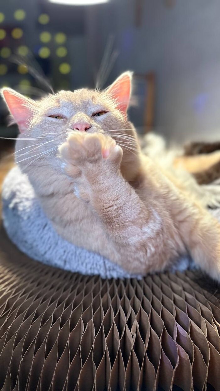 ��� ��������� �������