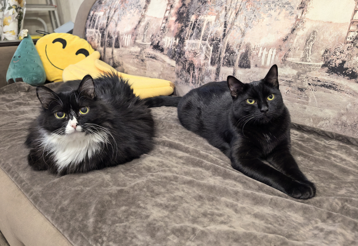 Пушинка и Бегемот