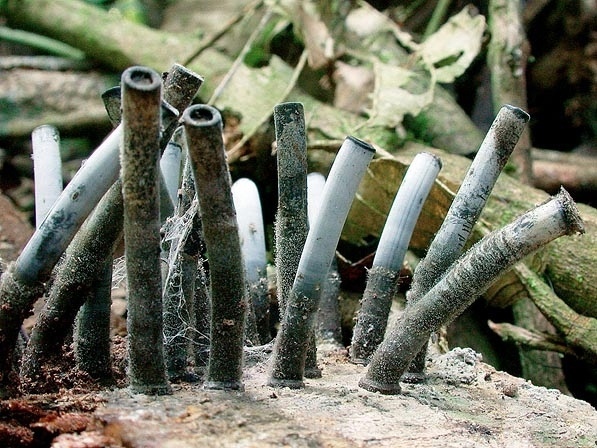 Стромы камиллеи. Амазонский дождевой лес. Фото Jens Petersen.