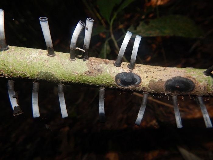 Стромы камиллеи. Фото с сайта inaturalist-org