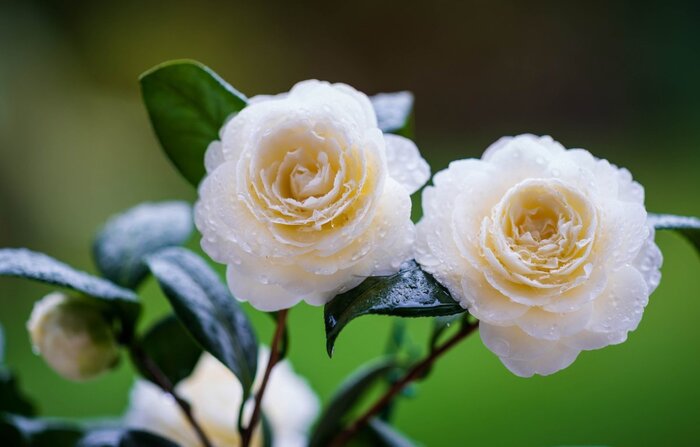 Цветки камелии белого окраса. Фото с сайта <!--noindex--><a href="https://pikabu.ru/story/kameliya_yaponskaya_13713244?u=http%3A%2F%2Fkartinki.pics&t=kartinki.pics&h=892c4fd572802dbecab2fa500c672e7942e496e5" title="http://kartinki.pics" target="_blank" rel="nofollow noopener">kartinki.pics</a><!--/noindex-->