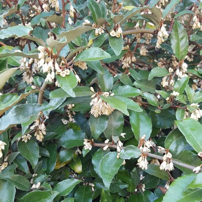 Цветущие ветви лоха колючего. Фото с сайта <!--noindex--><a href="https://pikabu.ru/story/lokh_kolyuchiy_13716165?u=http%3A%2F%2Fsemena-sveta.ru&t=semena-sveta.ru&h=3ff836f34df1b8a35fdc25bf314703bb040fc1b8" title="http://semena-sveta.ru" target="_blank" rel="nofollow noopener">semena-sveta.ru</a><!--/noindex-->