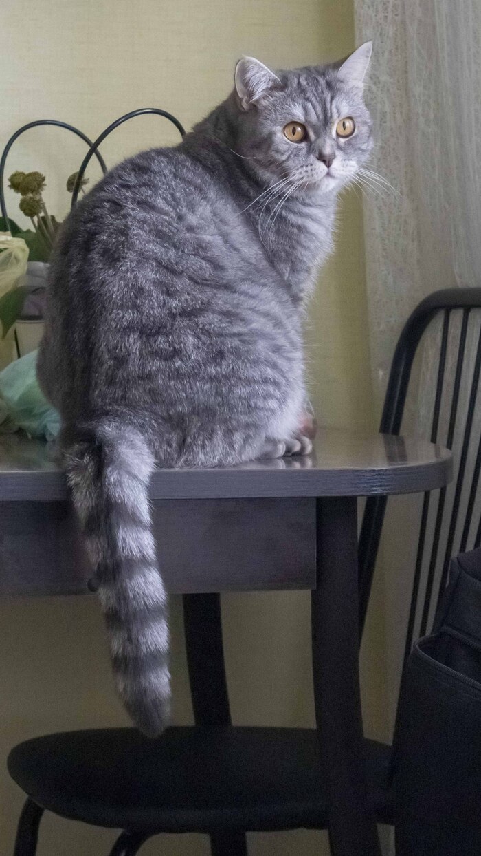 Роскошный хвост