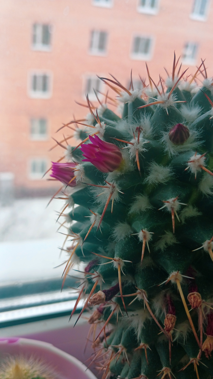 За окном то мороз, то метель...это всех уже 'бесит'... кроме моего кактуса...он все- таки зацвел...