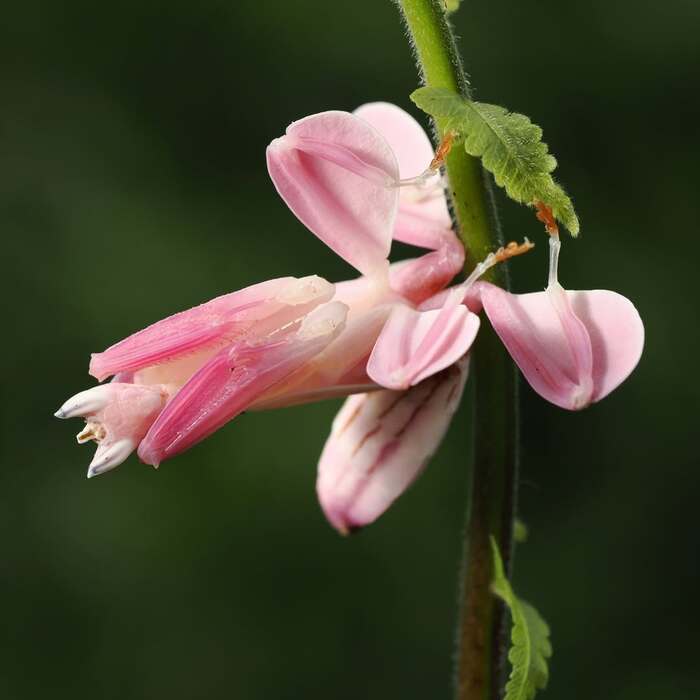 ���������� �������