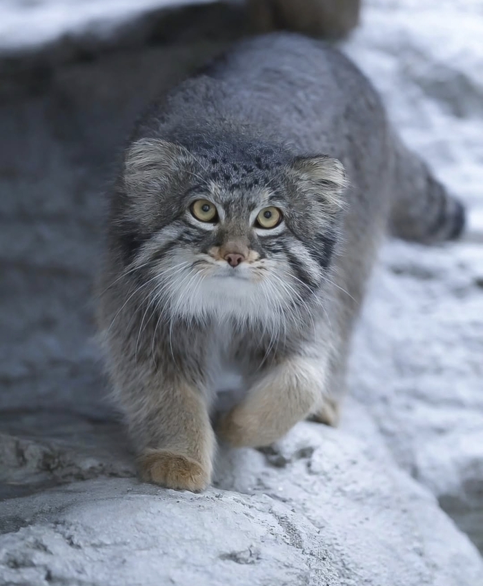 ���������� ����