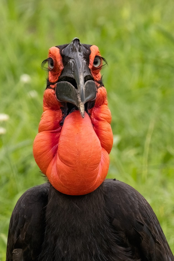 Когда сходила на реснички и теперь думаешь, на что бы прожить до зарплаты (НП Руаха, Танзания, 2026, автор: Варвара Дронова).