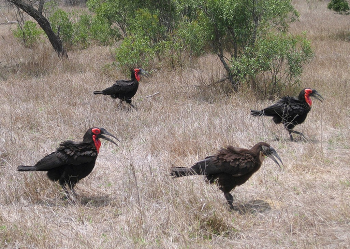 Достигнув самостоятельности, стаю, чаще всего, покидают самки. Самцы же остаются в семейной группе и продолжают помогать в воспитании братьев и сестёр.