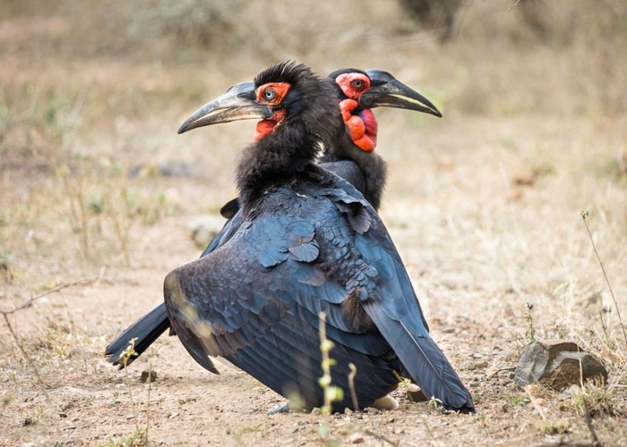 Ну что, какие несчастья нашлём на эту деревеньку в этот раз?