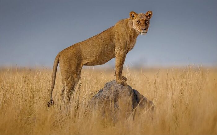 ����� ����, ����� � �����������