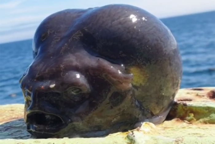 О нет, инопланетяне уже здесь!