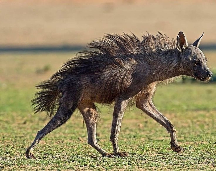 Я не собака сутулая! Я кошка горбатая! Потому что гиены относятся к подотряду кошкообразные!