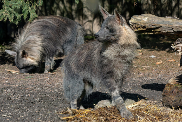 Любой нефор до того, как вырасти, был маминой корзиночкой и пушистым ангелочком в детстве.