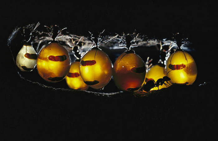 �����, ���� ������ ����