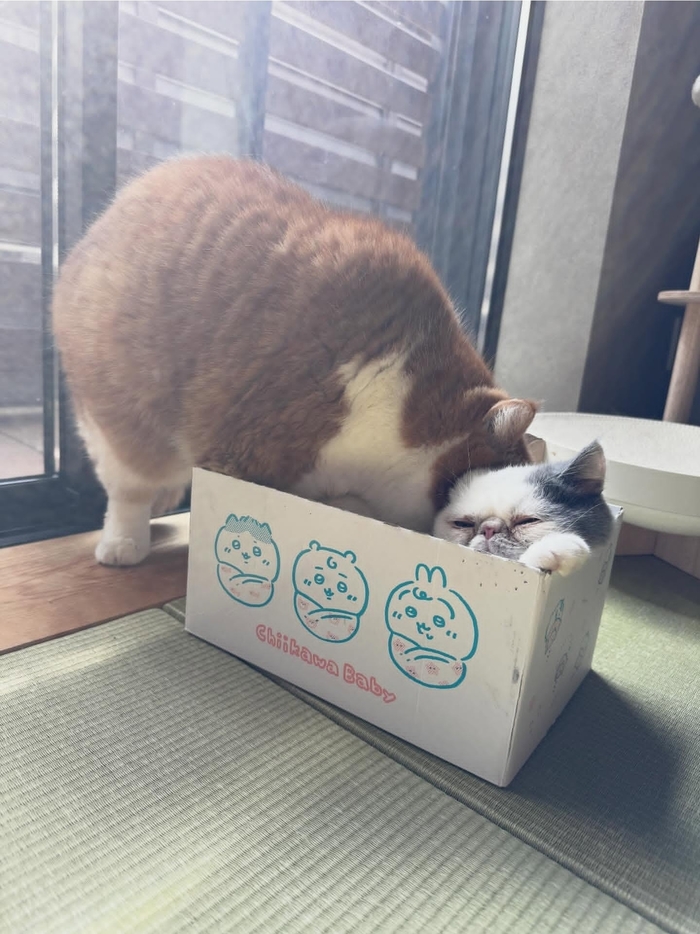 ����� ���