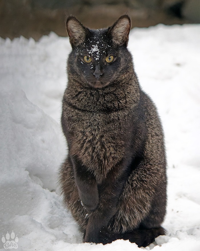 � ������� ��������