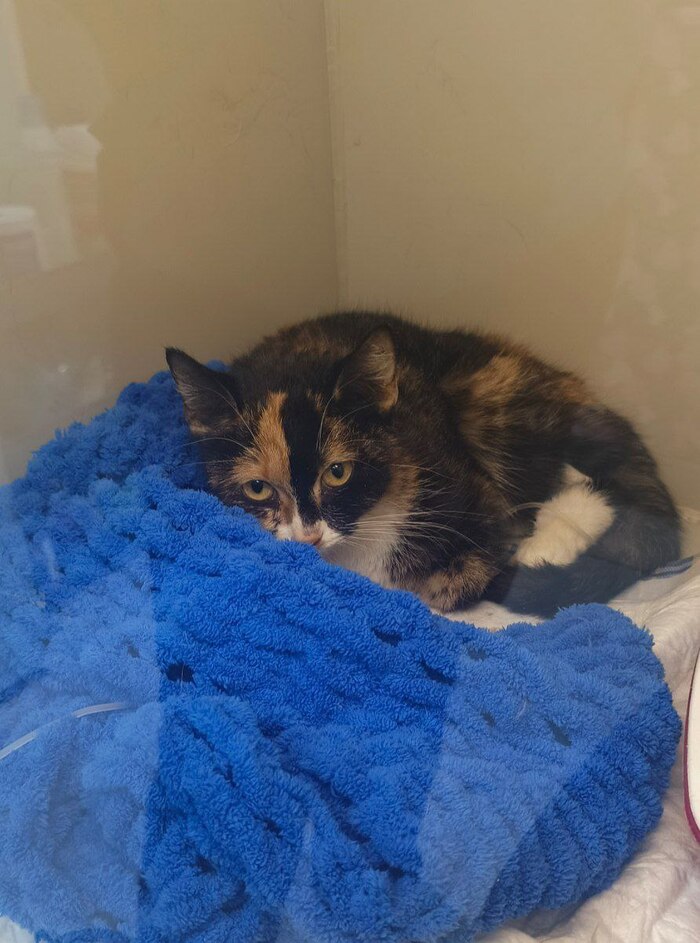 ������� ���� �� �������������� ���������, ���������� � �����������