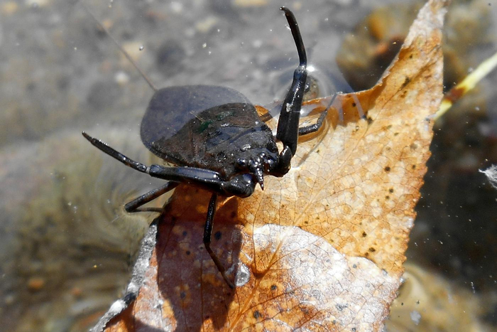 Какое доброжелательное озеро. Тут даже листики встречают тебя с распростёртыми объятьями.