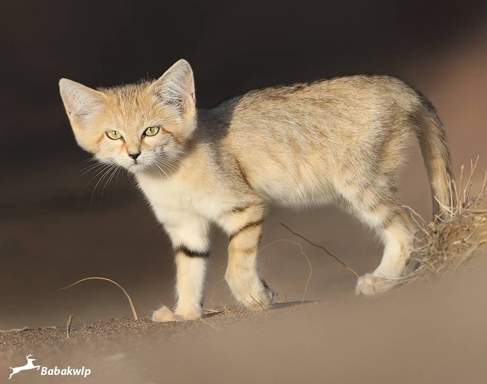 ����� � �������