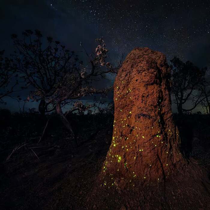 Pyrearinus termitilluminans.