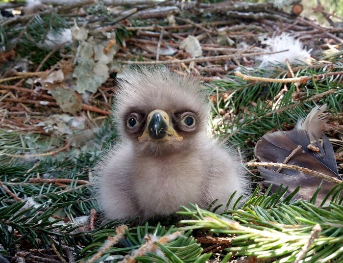 Я обязательно вырасту... а потом разобью себе лицо и облысею.