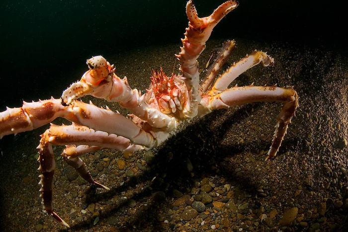 ������ ��� ����� ��������� ���, ��-��-��!