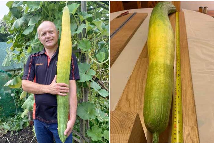 ������ ������� ������