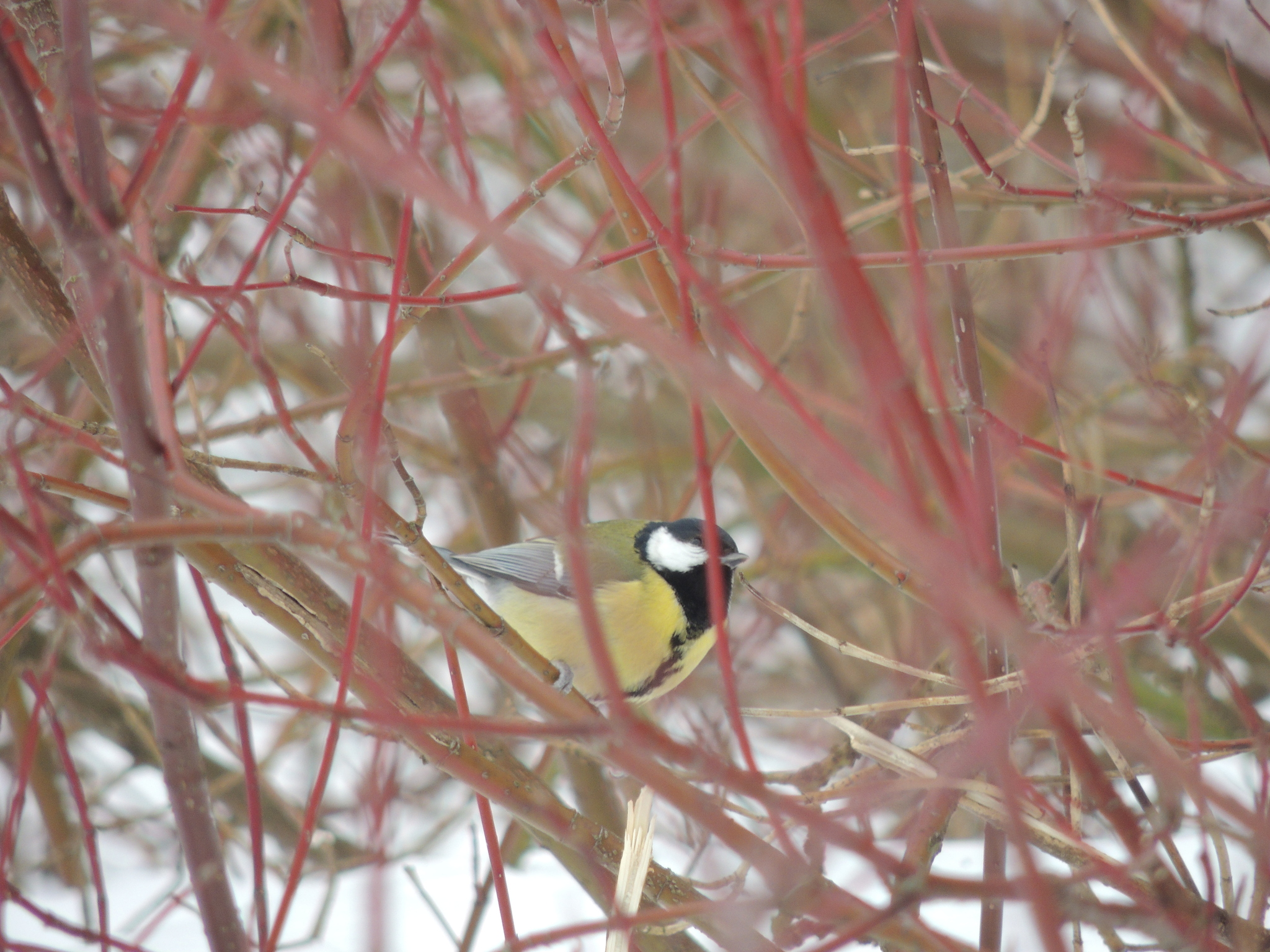 Great tit - My, Big, Elk Island, Moscow, Nikon p510, wildlife, Longpost, Passeriformes, Birds