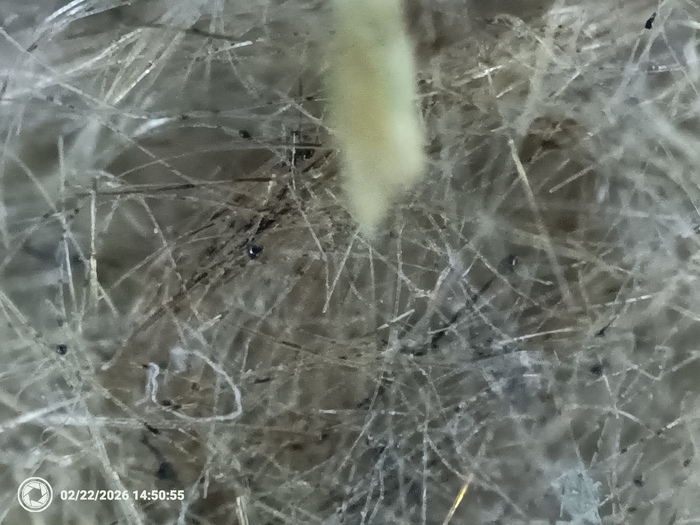 ����� ����� �����