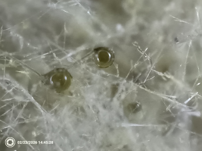 ������ ��������