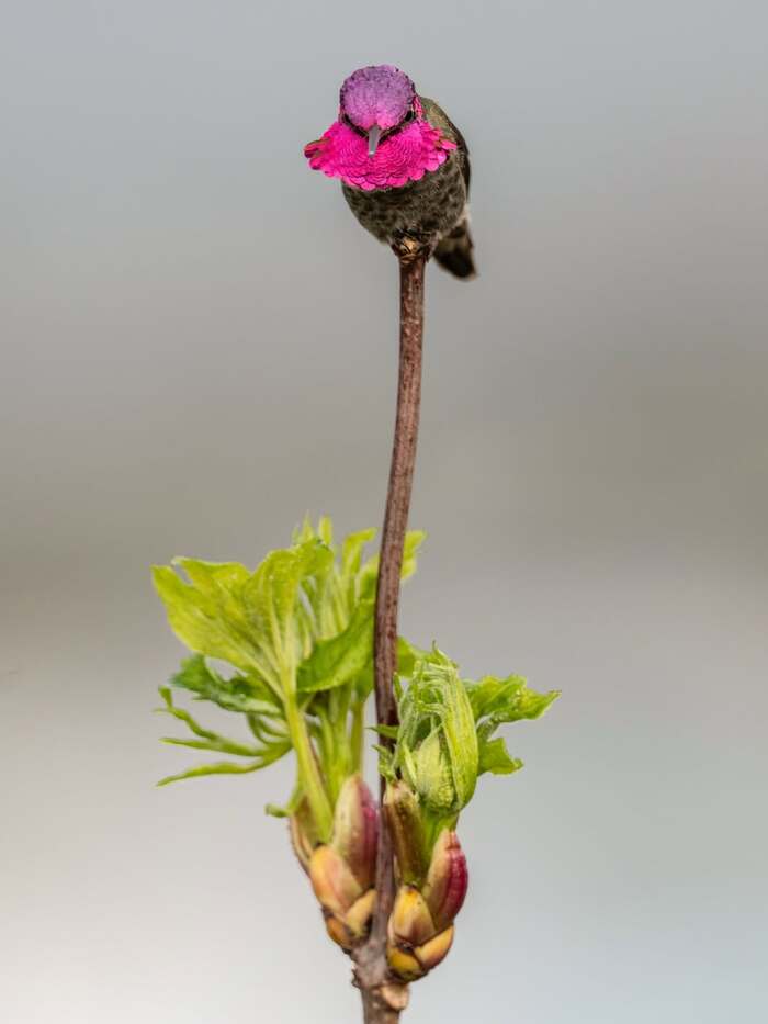 ����� ������� ����