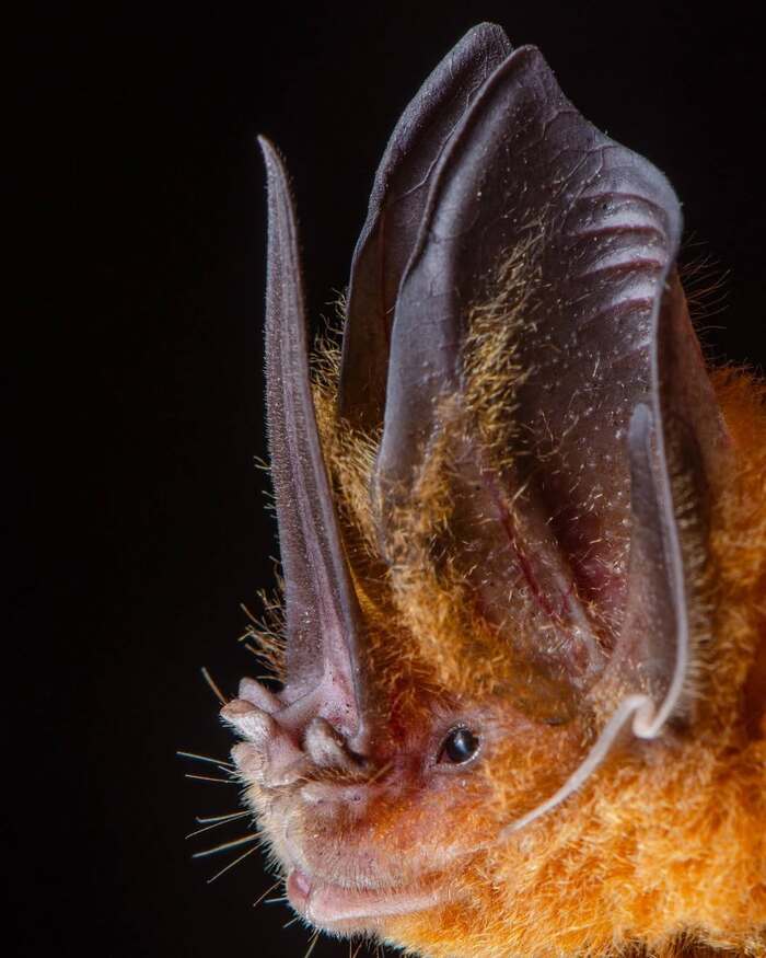 Меченос Томеса