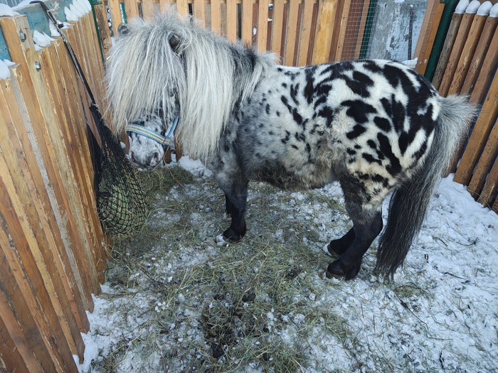 ������� - ��������