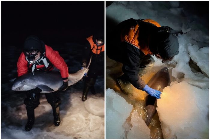 ����: ����� ������������ ��������� ������������ ����