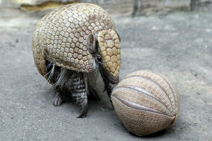 ������ ���, ������������ ����.