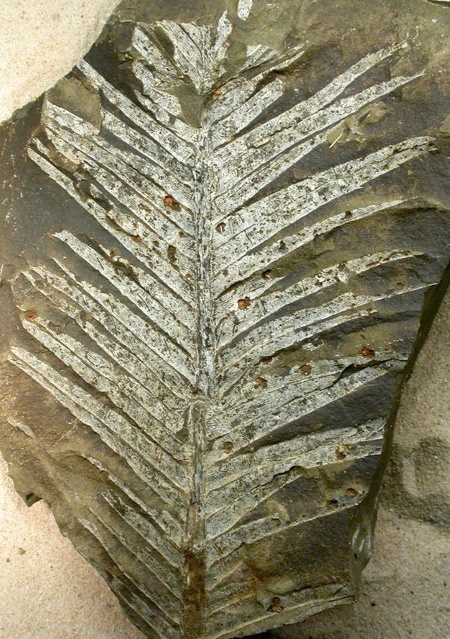 Лист саговника энцефаляртопсиса. Поздний мел, Чукотка.