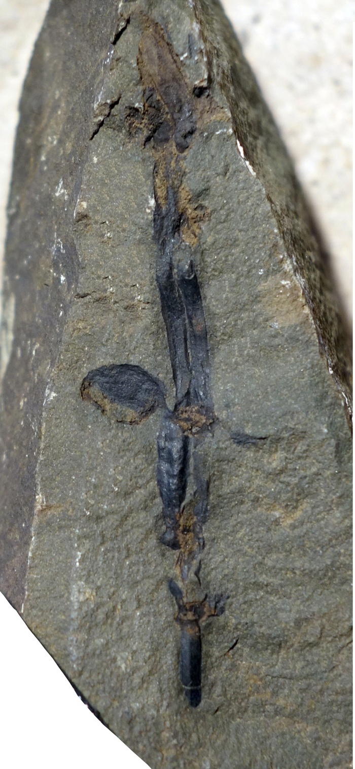 Корневища хвоща. Поздний мел, Чукотка.