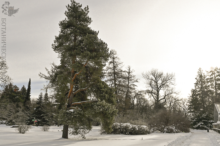 Парк БИН. Сосна обыкновенная.