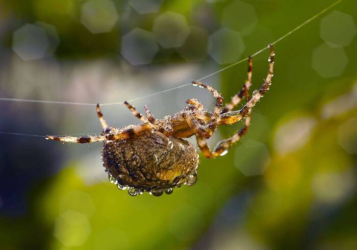 "����������� "