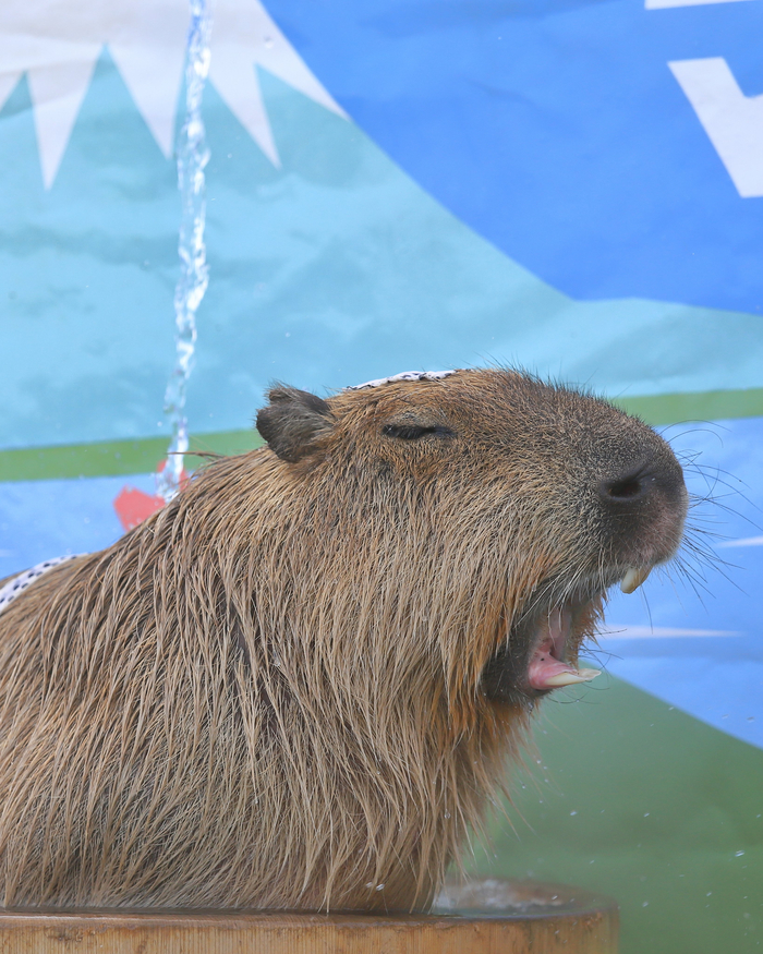 �������� �����))